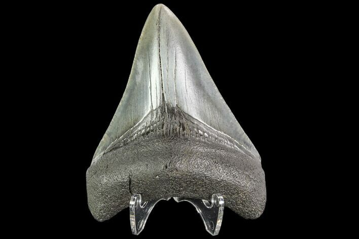 Fossil Megalodon Tooth - Georgia #109368